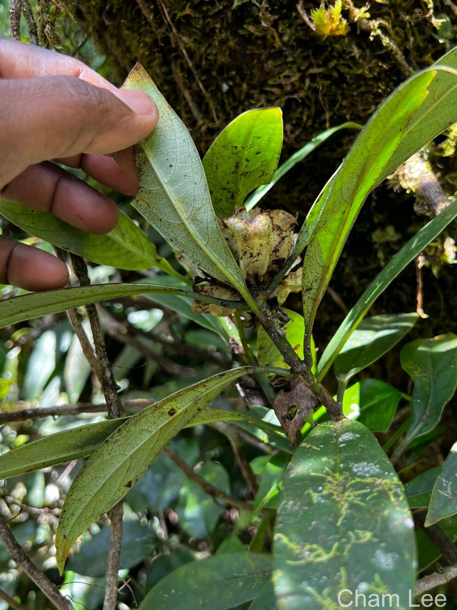 Leucocodon reticulatum Gardner